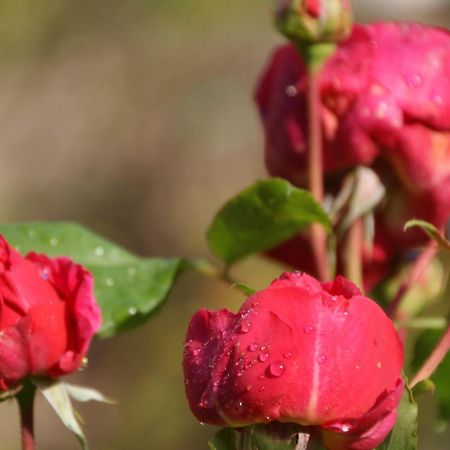 B&B Dressings Traumgarten Kaiserslautern Dış mekan fotoğraf