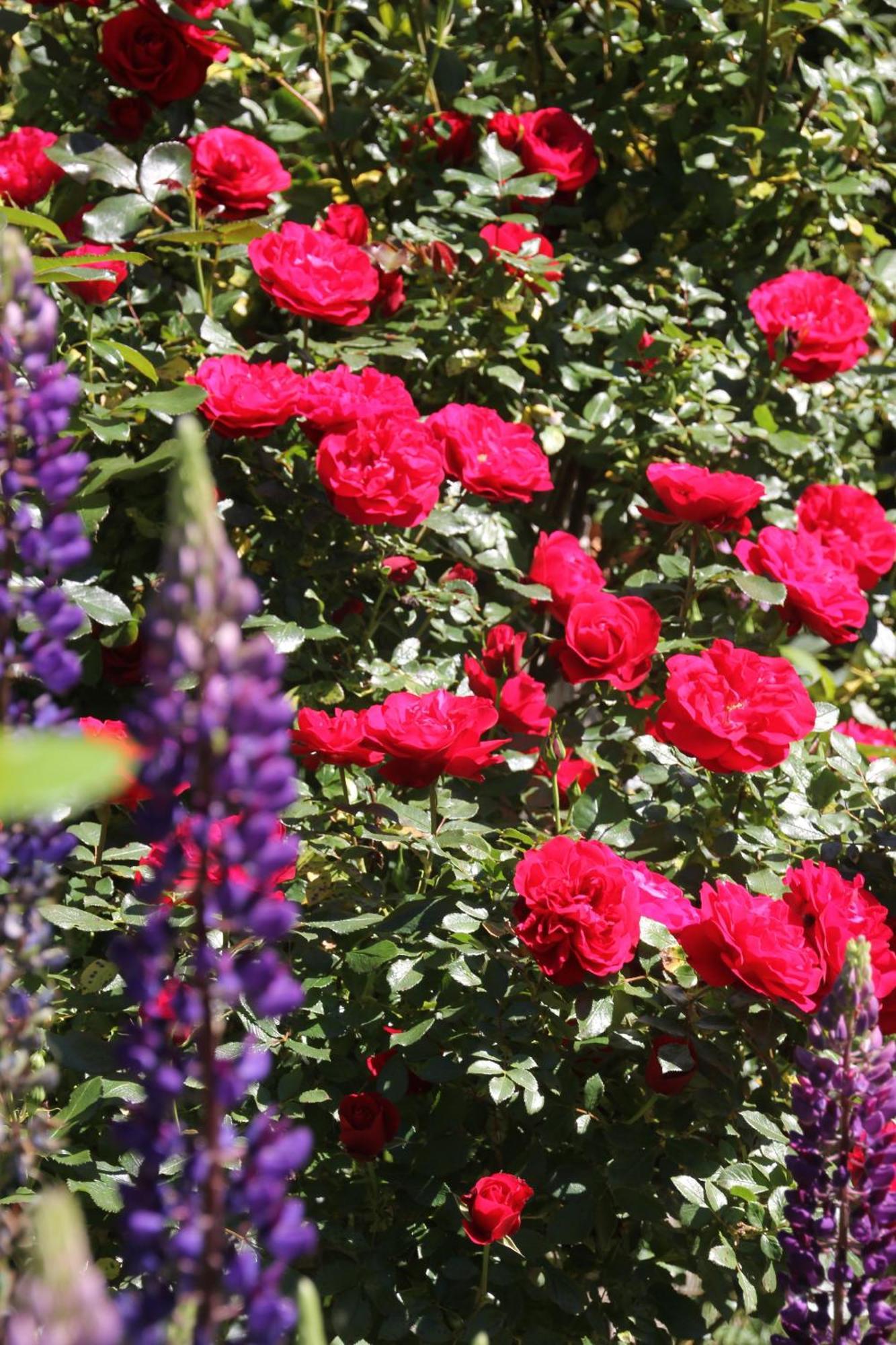 B&B Dressings Traumgarten Kaiserslautern Dış mekan fotoğraf